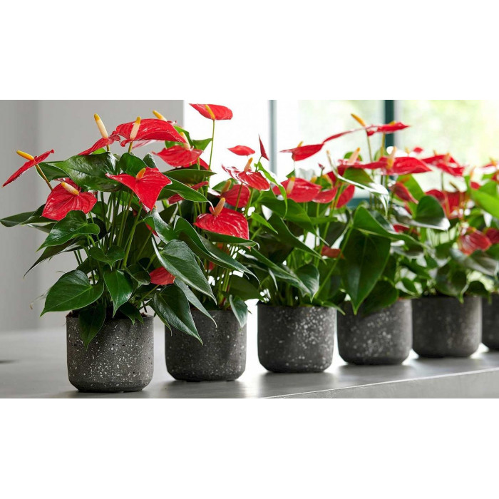 Антуриумы в Актау