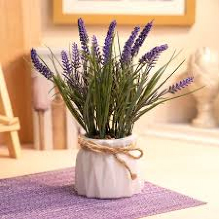 Лаванда в Актау