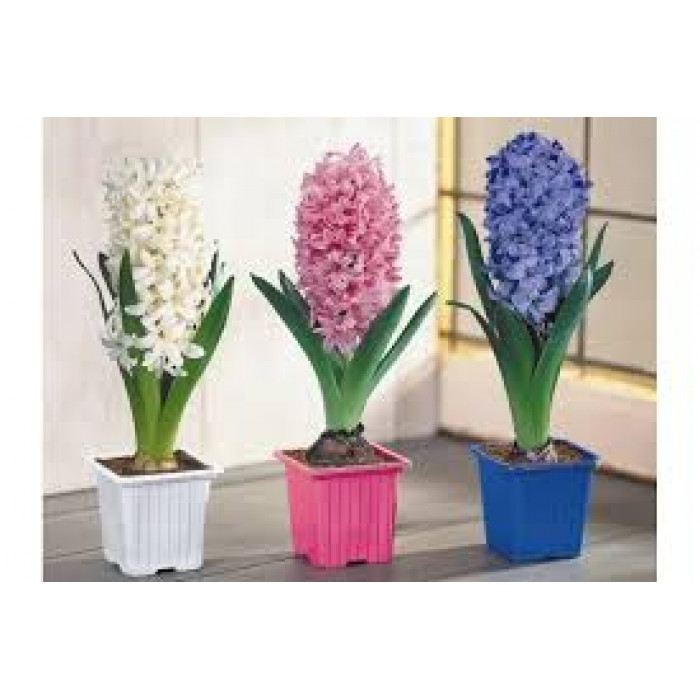 Гиацинты в Актау