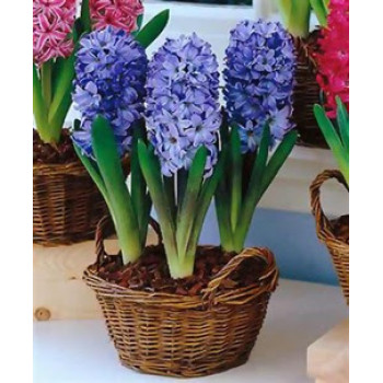 Синие гиацинты