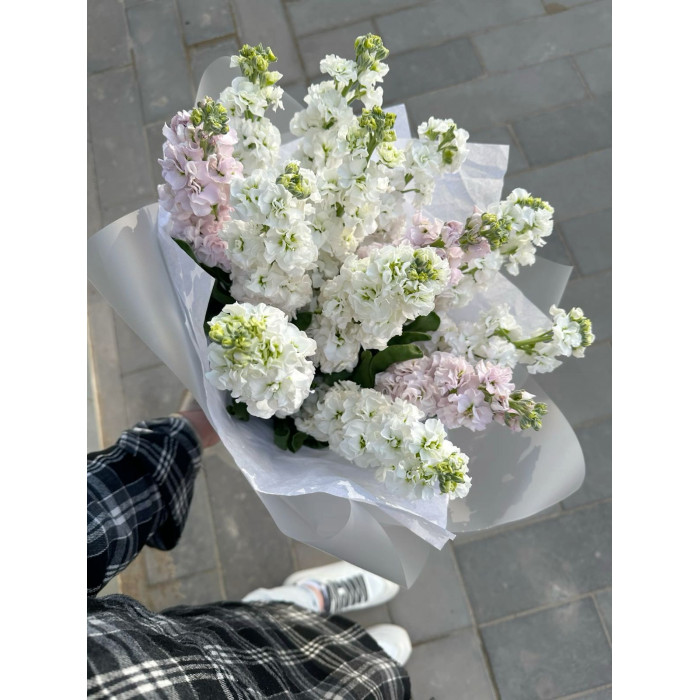 Маттиола в Актау