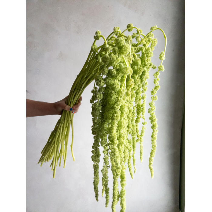 Амарантус в Актау