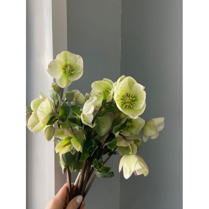 Хелеборус в Актау