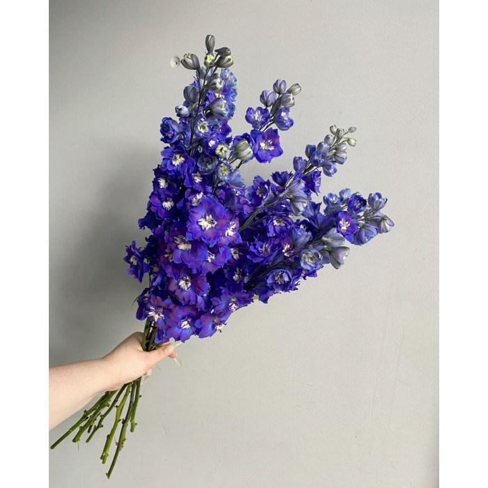 Делфиниум в Актау