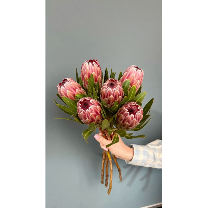 Протея в Актау