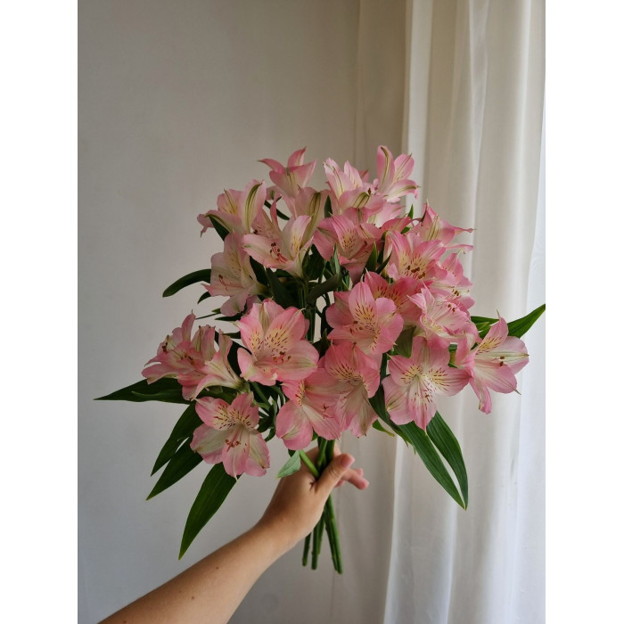 Альпиния в Актау