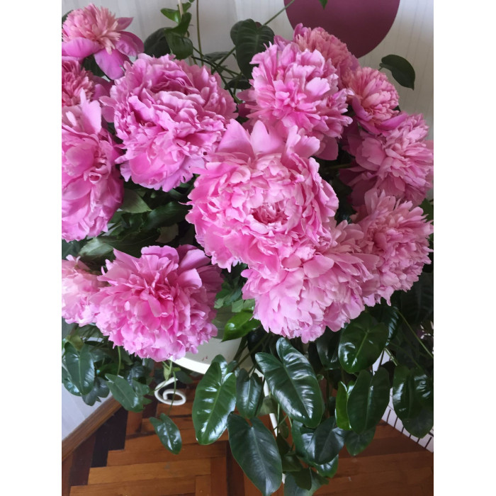 Пион древовидный в Актау