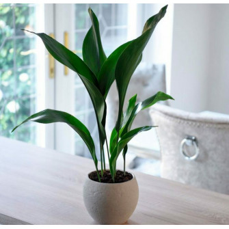 Средний цветок аспидистра