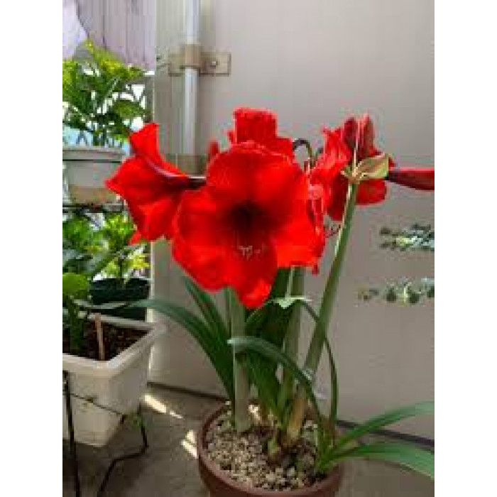 Амариллис в Актау