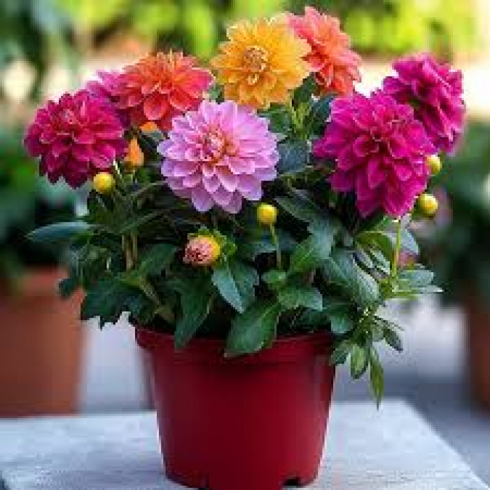 Георгины в Актау