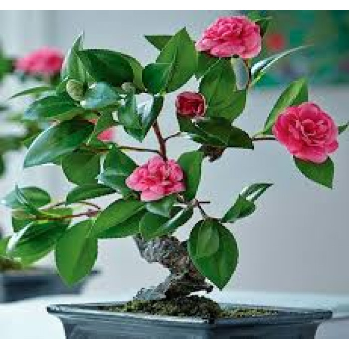 Камелия в Актау