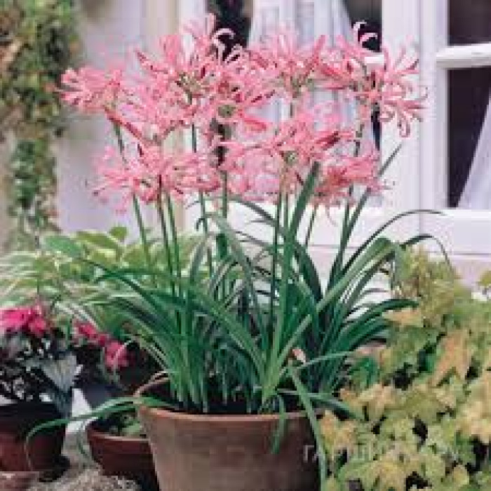 Нерине в Актау