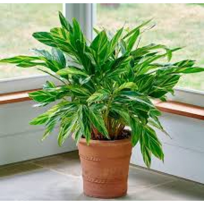 Альпиния в Актау