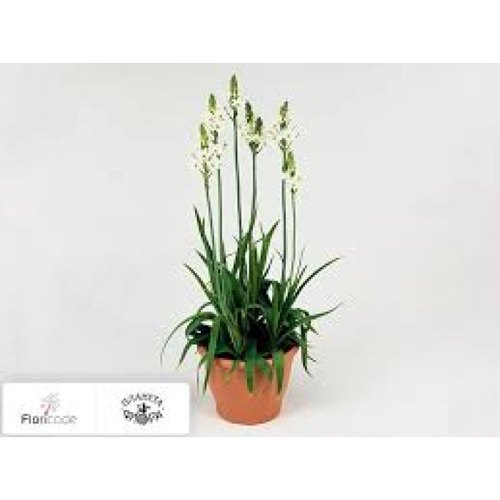 Орнитогалум в Актау