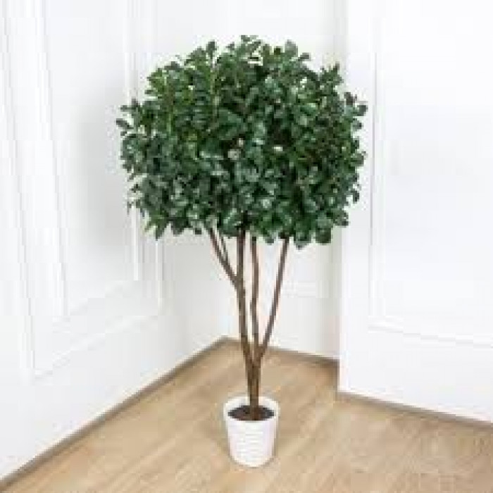 Рускус в Актау